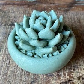 Potted Succulent
