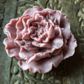 Tree Peony